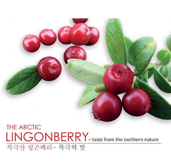 lingonberry_esite_en_ko.jpg
